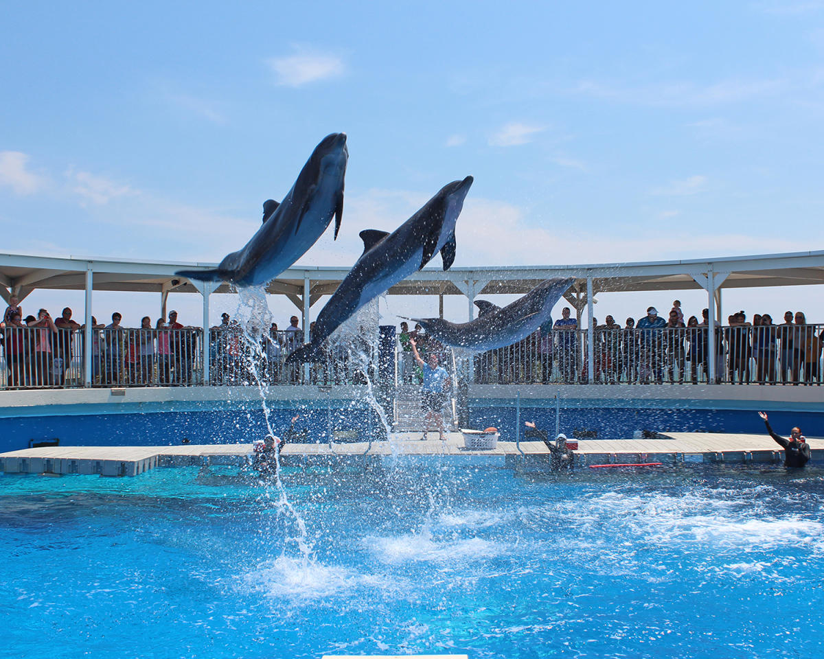 Gulfarium | Fort Walton Beach, FL