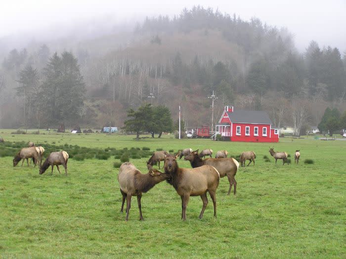 Roosevelt elk