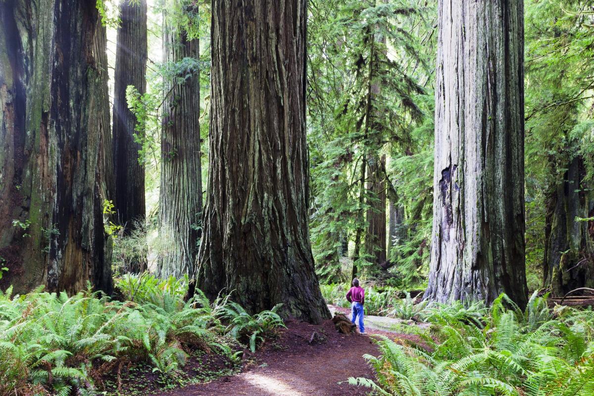 Best of California's Redwood Coast Itinerary