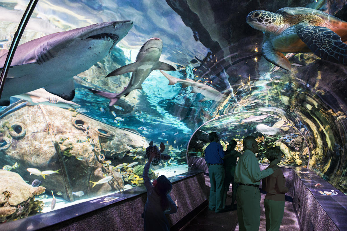 Ripley S Aquarium Of The Smokies Gatlinburg Tn 37738
