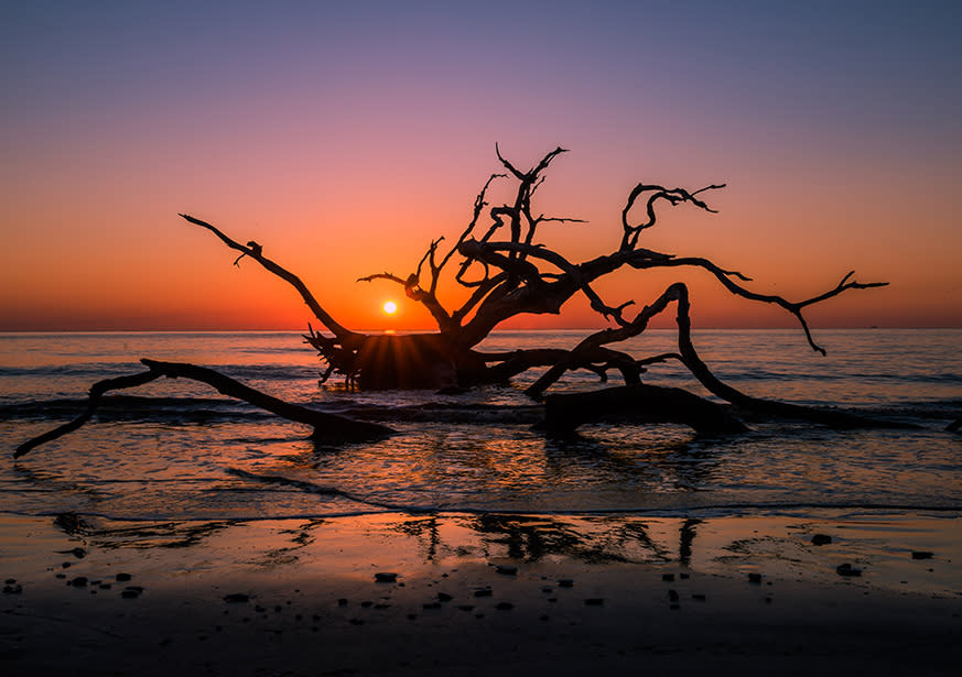 Driftwood Beach Jekyll Island Ga 31527