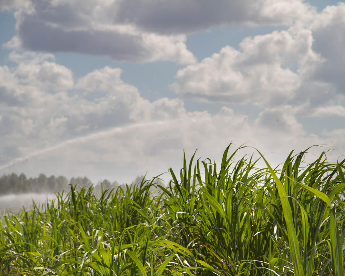 Richland Rum Brunswick, GA 31520