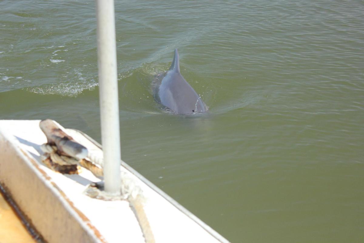 dolphin excursions biloxi ms