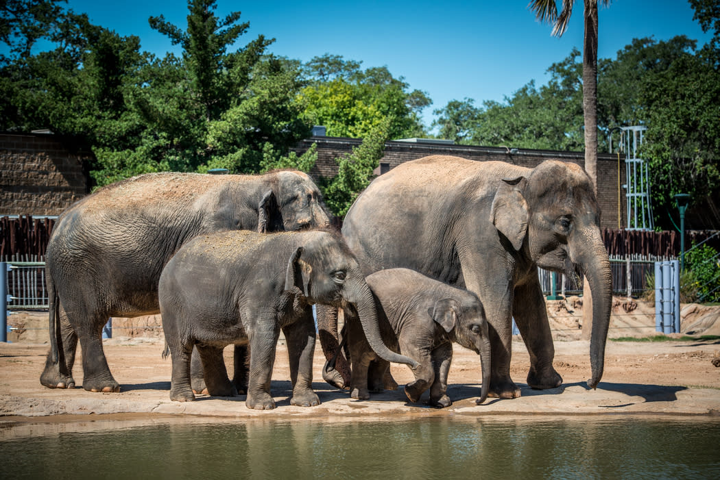 Houston Zoo Things To Do in Houston, TX