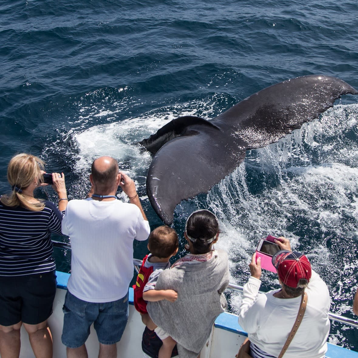Newport Landing Whale Watching Newport Beach Ca 92661