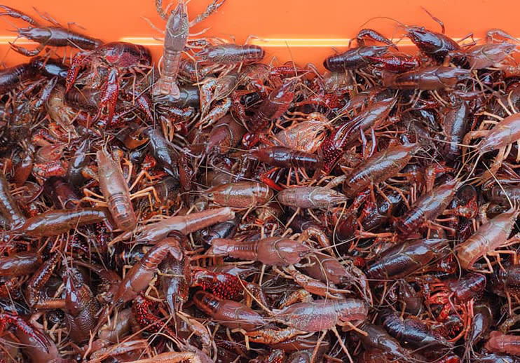 Eastern NC Crawfish Farm