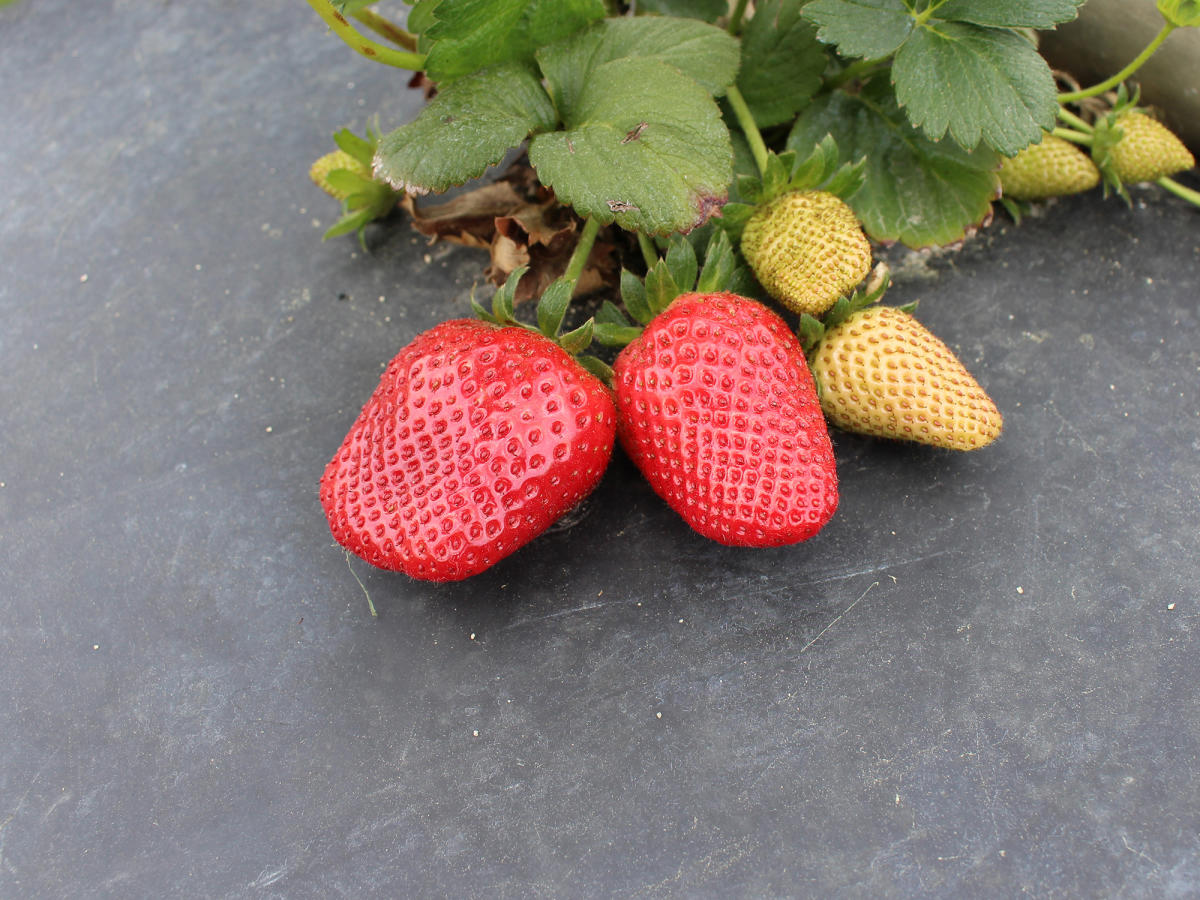 Lee's Produce Benson