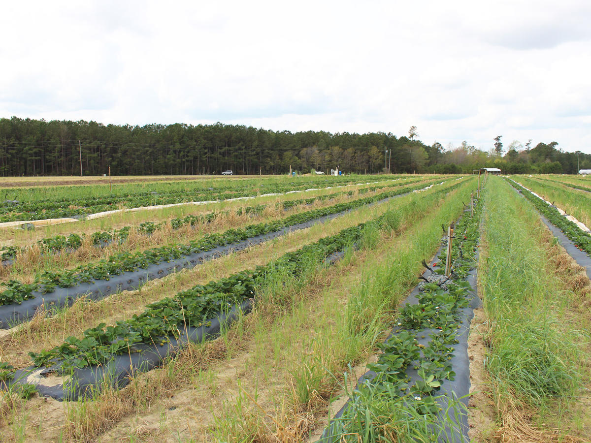 Lee's Produce Benson