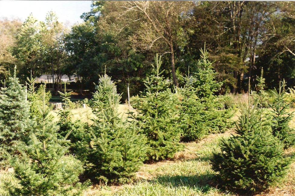 Northlake Christmas Trees & Nursery