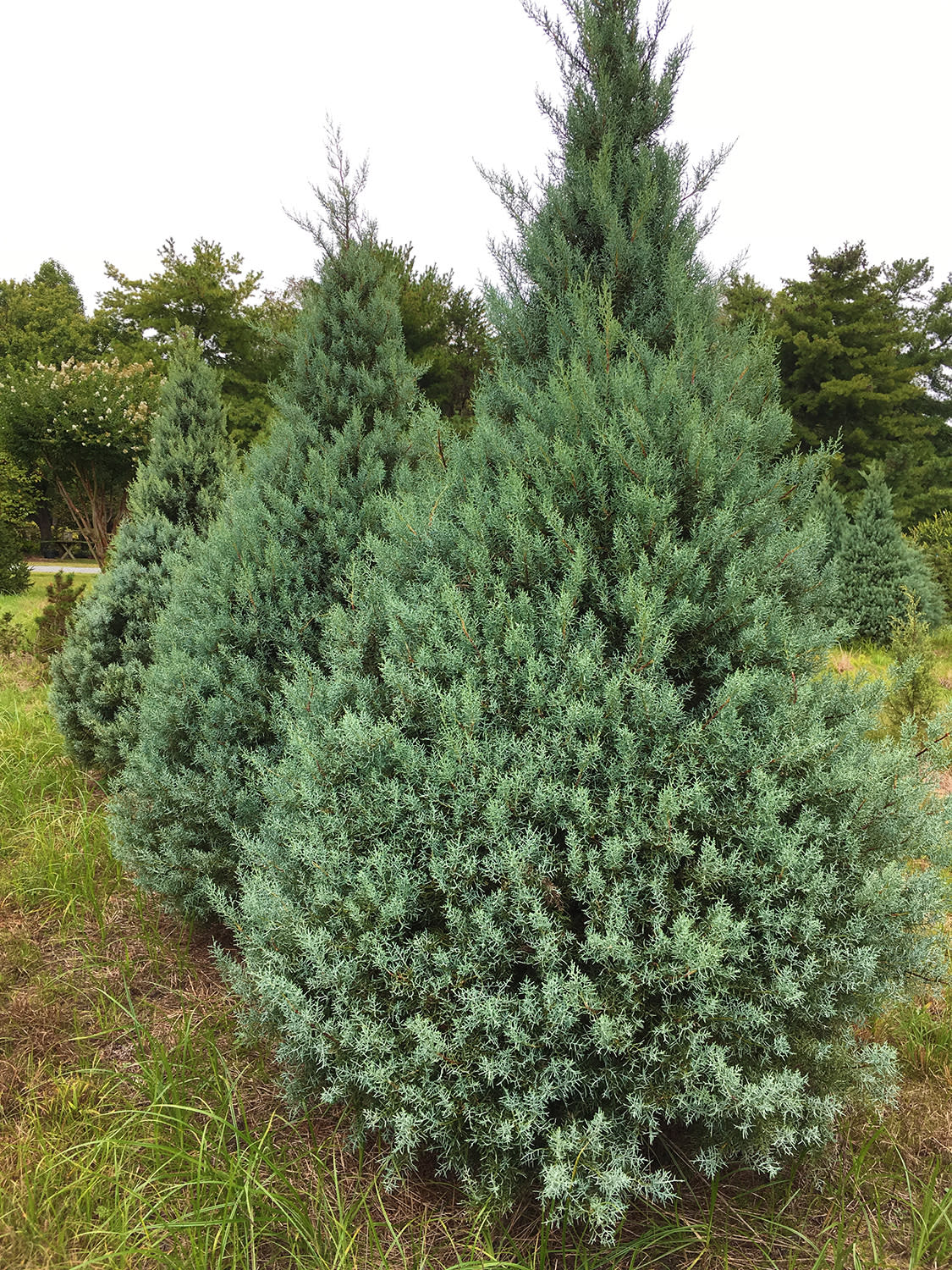 Northlake Christmas Trees & Nursery