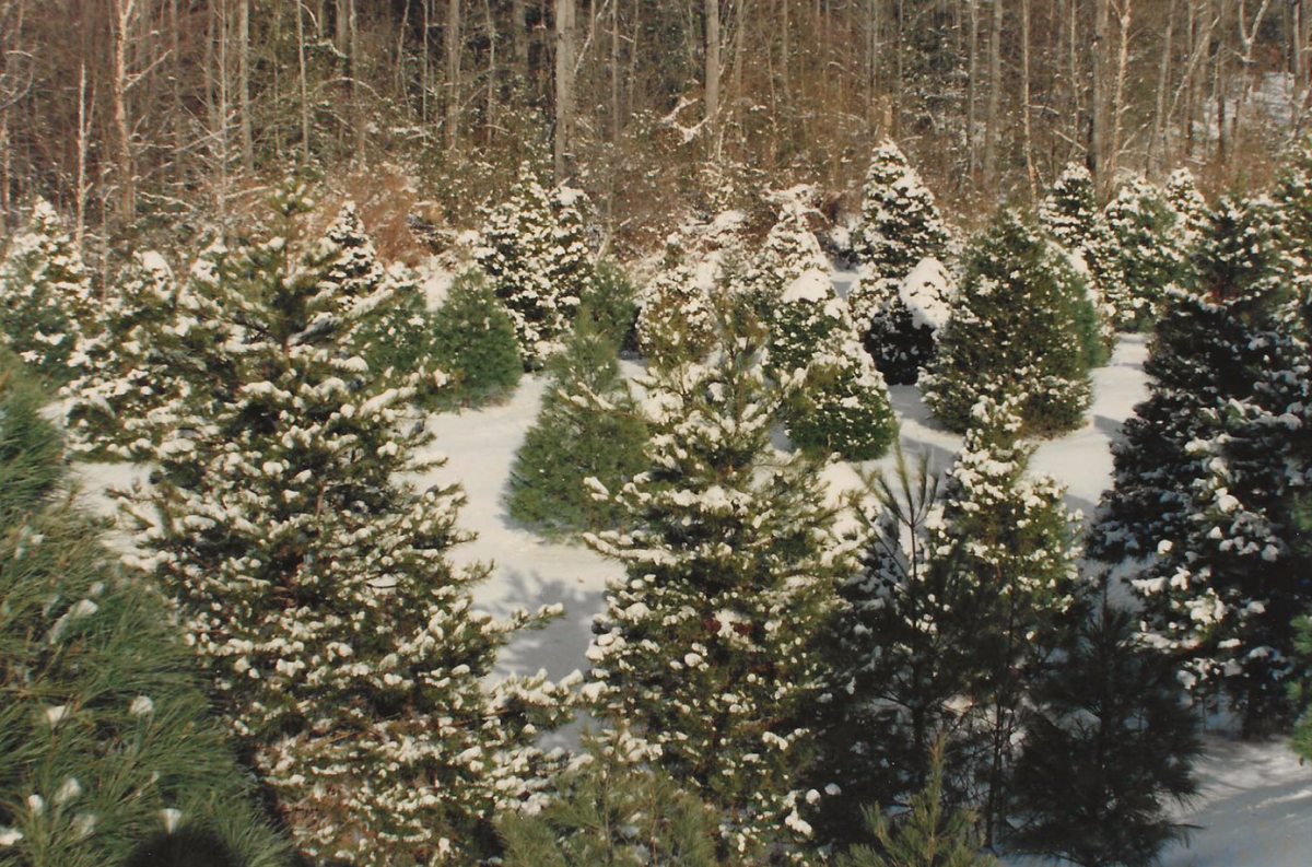 Northlake Christmas Trees & Nursery