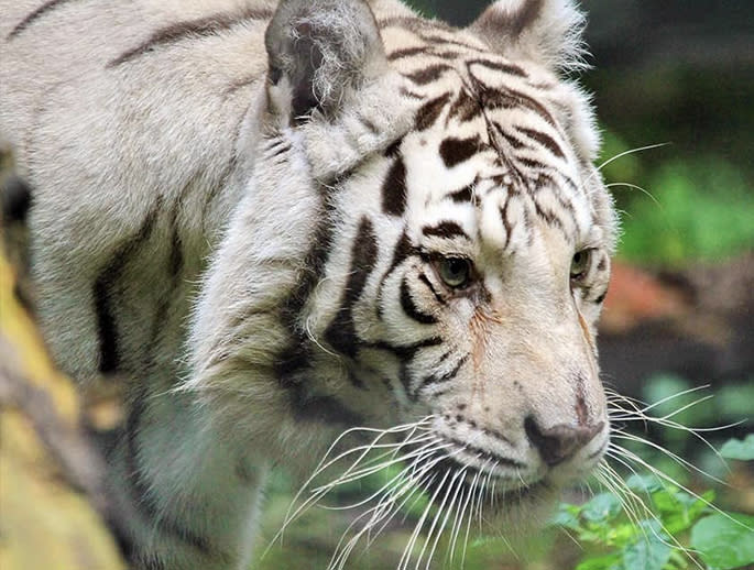 Claws 'N' Paws Wild Animal Park