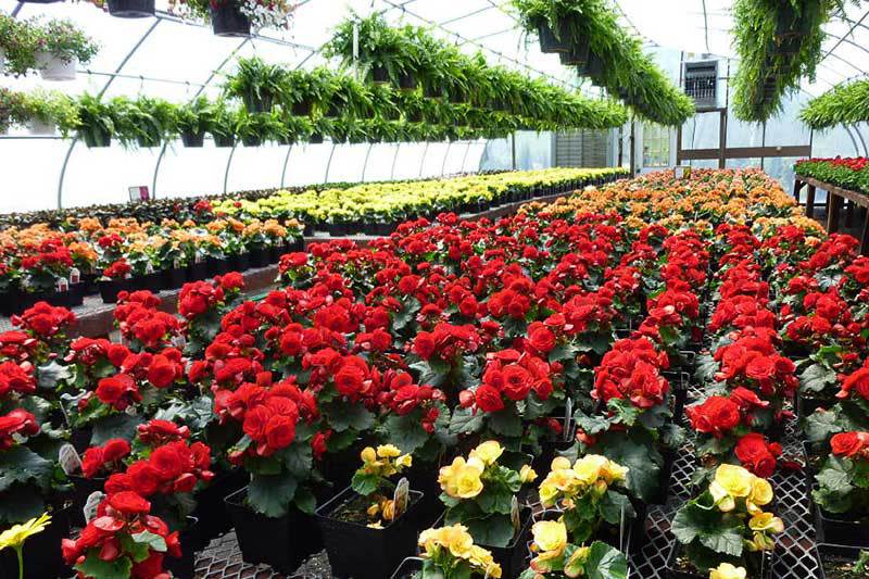 Miller's Greenhouses & Flower Shop