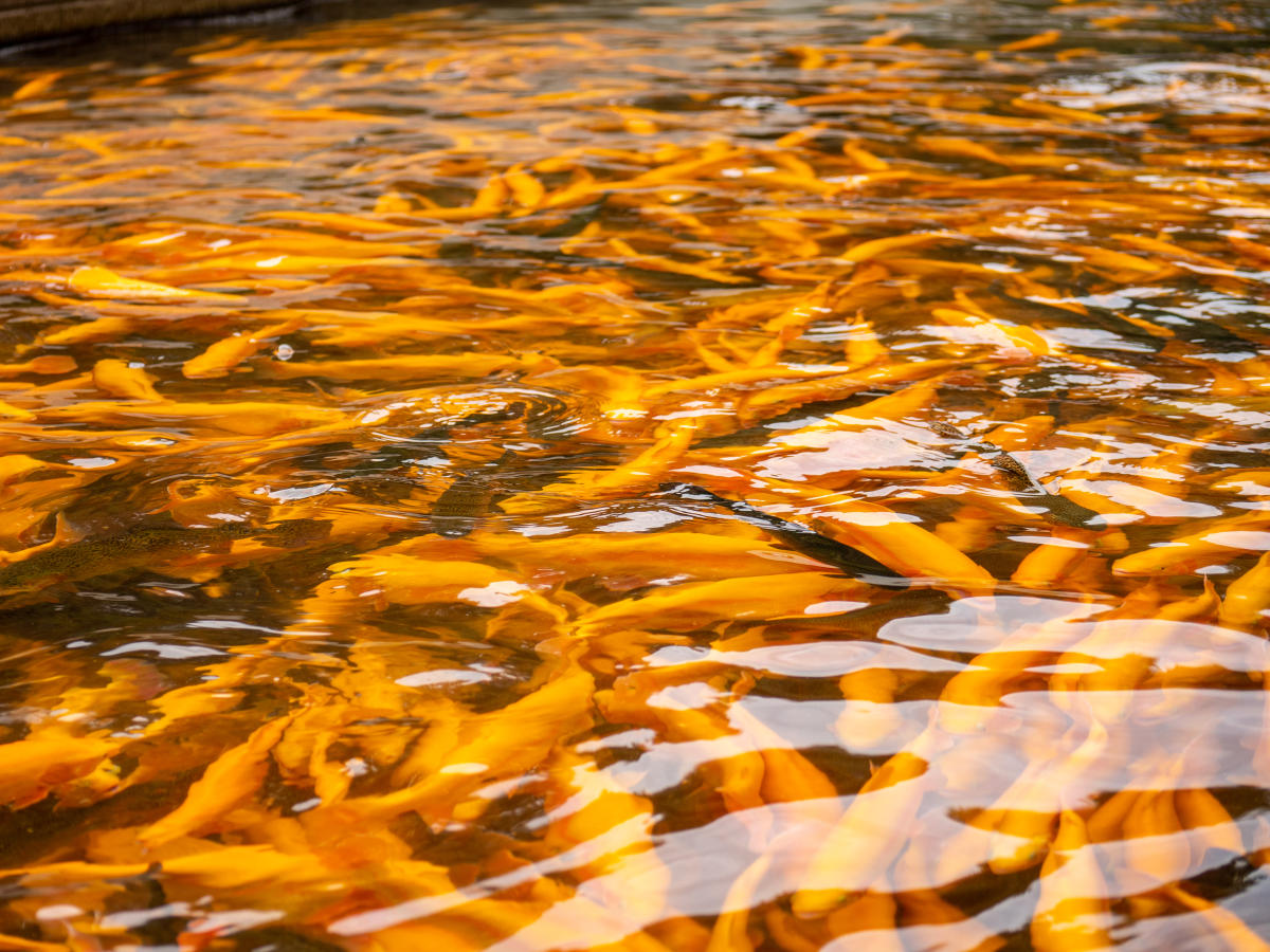 Laurel Hill Trout Farm and Pond