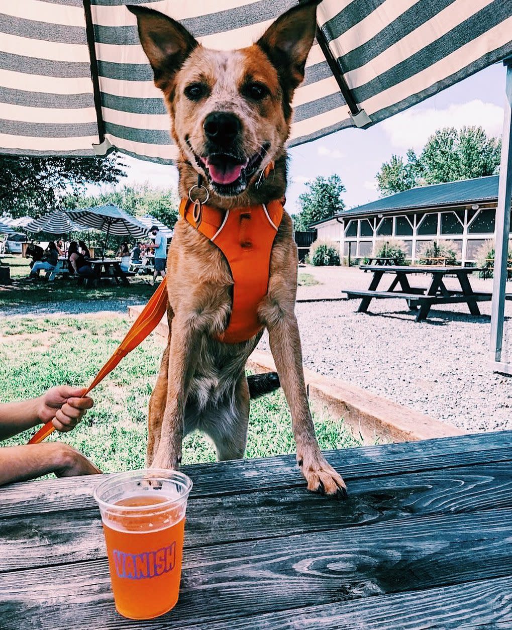 Vanish Farmwoods Brewery Leesburg, VA 20176