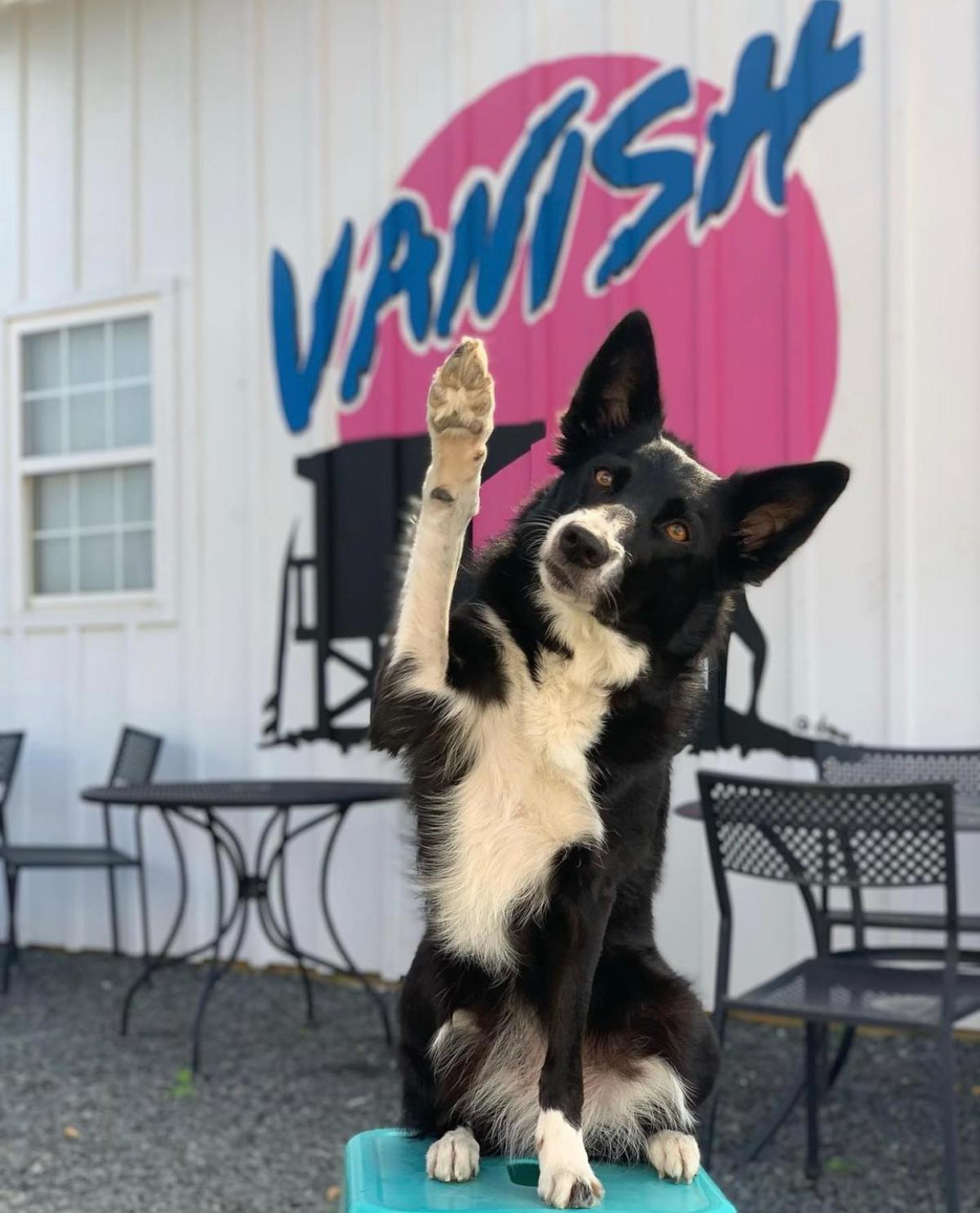 Vanish Farmwoods Brewery Leesburg, VA 20176