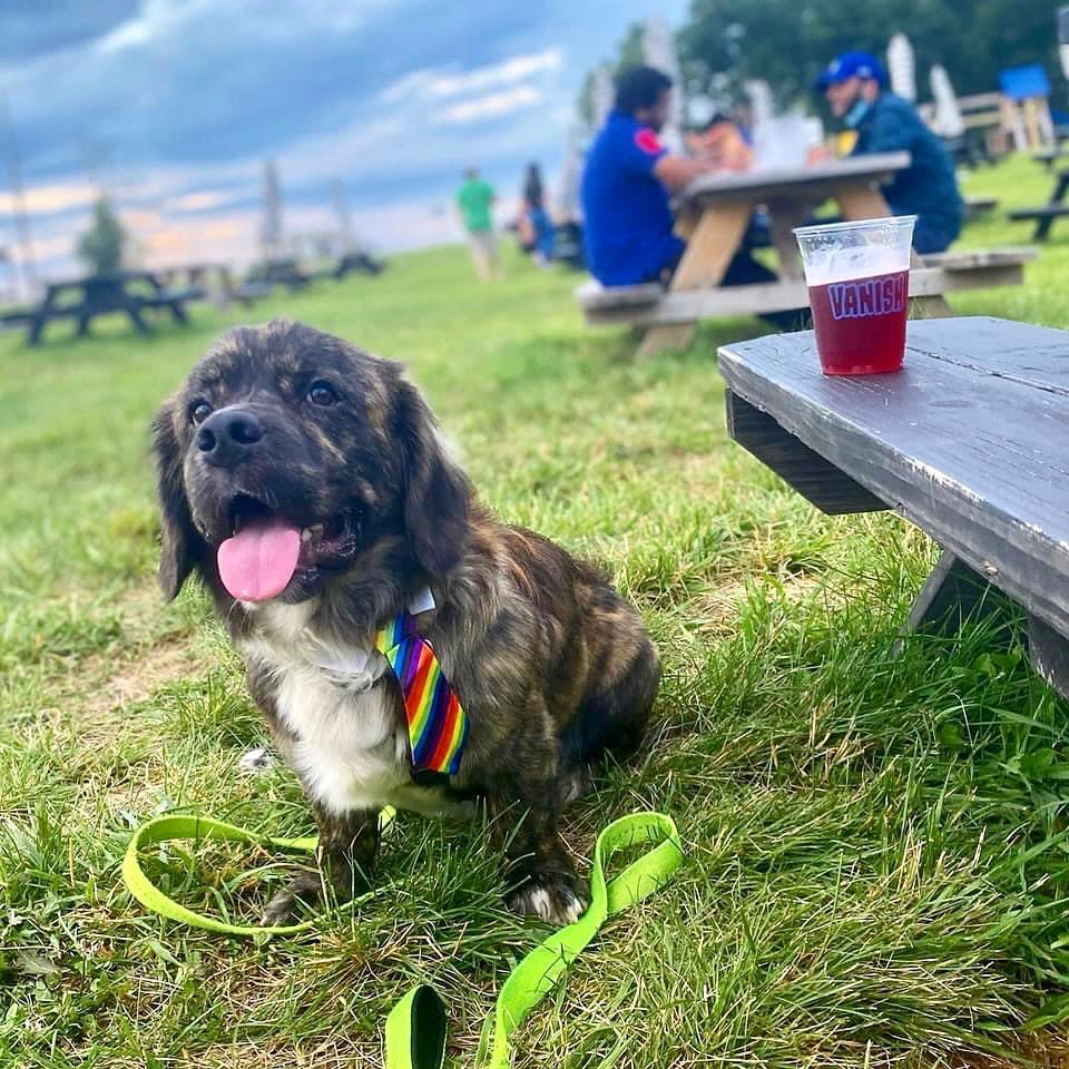 Vanish Farmwoods Brewery Leesburg, VA 20176