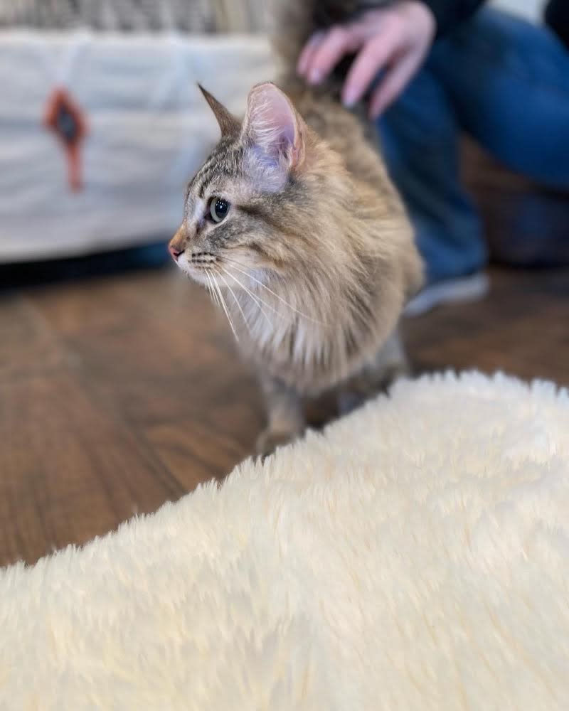 Catty Corner Cafe Leesburg, VA 20176