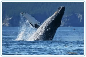 Bar Harbor Whale Watch | Bar Harbor, ME 04609