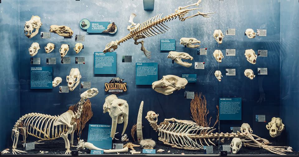 Museum of osteology coupon