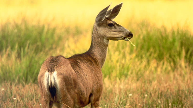 Palm Springs Aerial Tramway