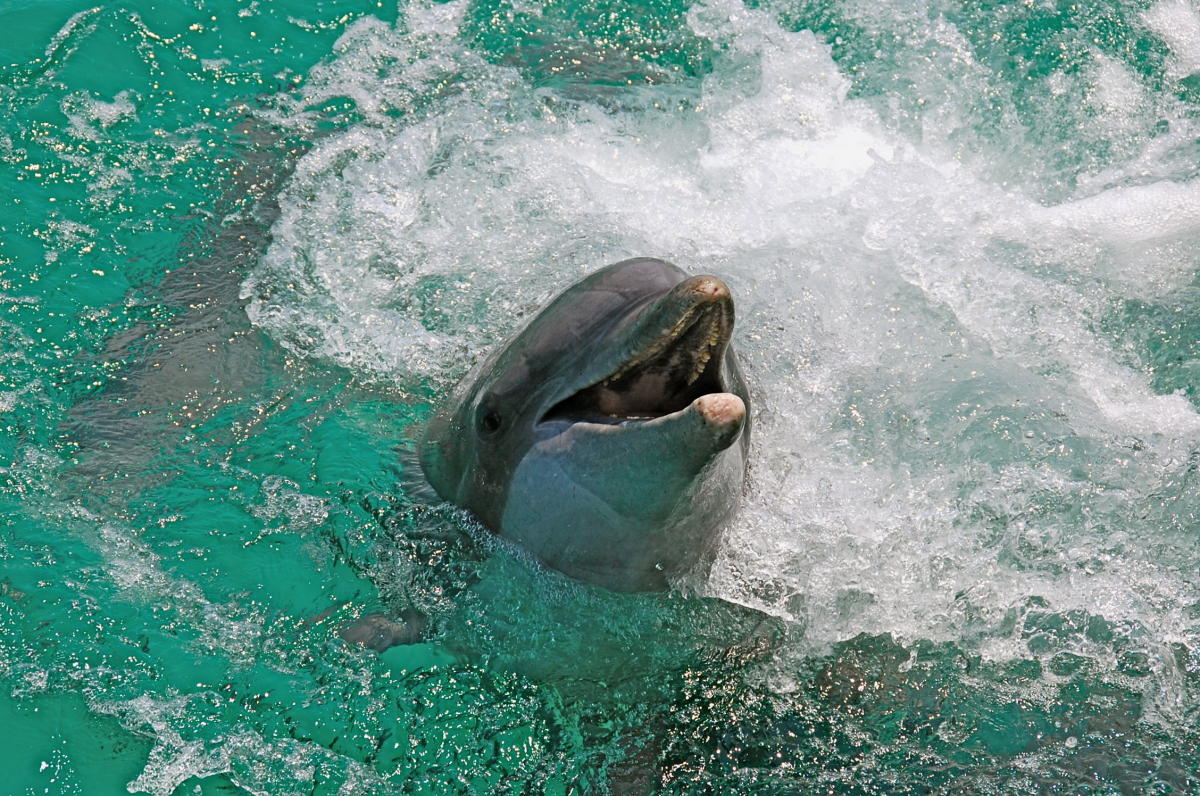 Sea Screamer | Panama City Beach, FL 32408