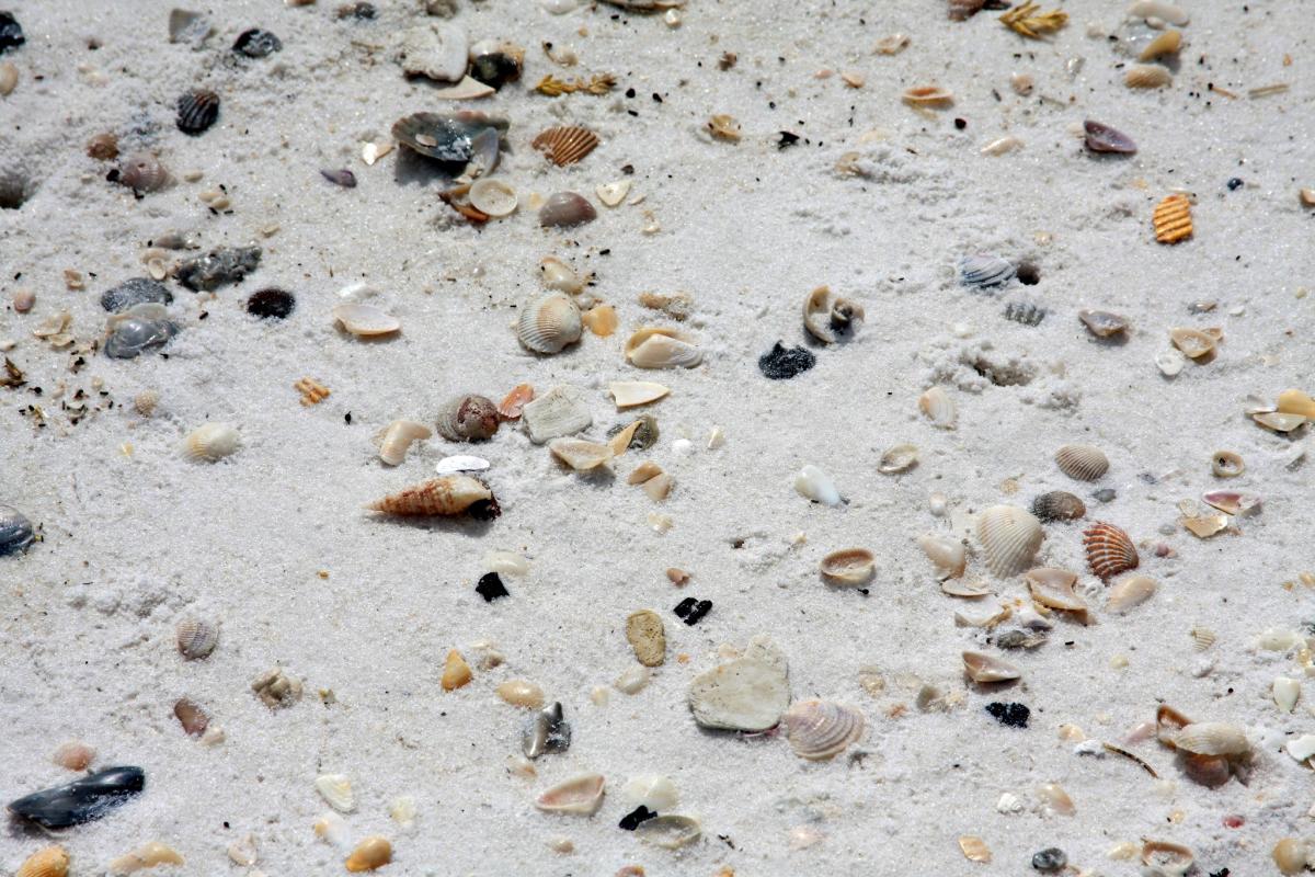 shell island pcb shell island pcb
