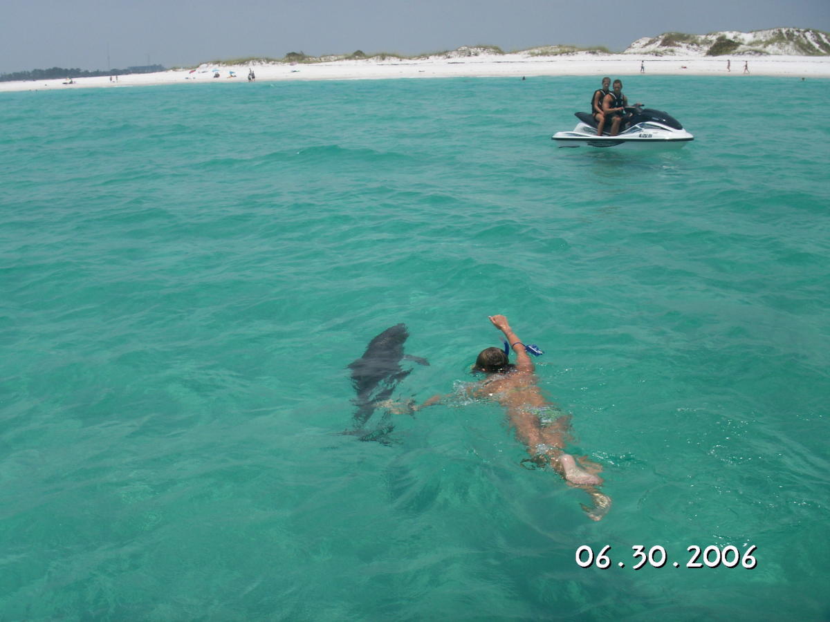 Flippers Dolphin Tours Panama City Beach Fl 32408
