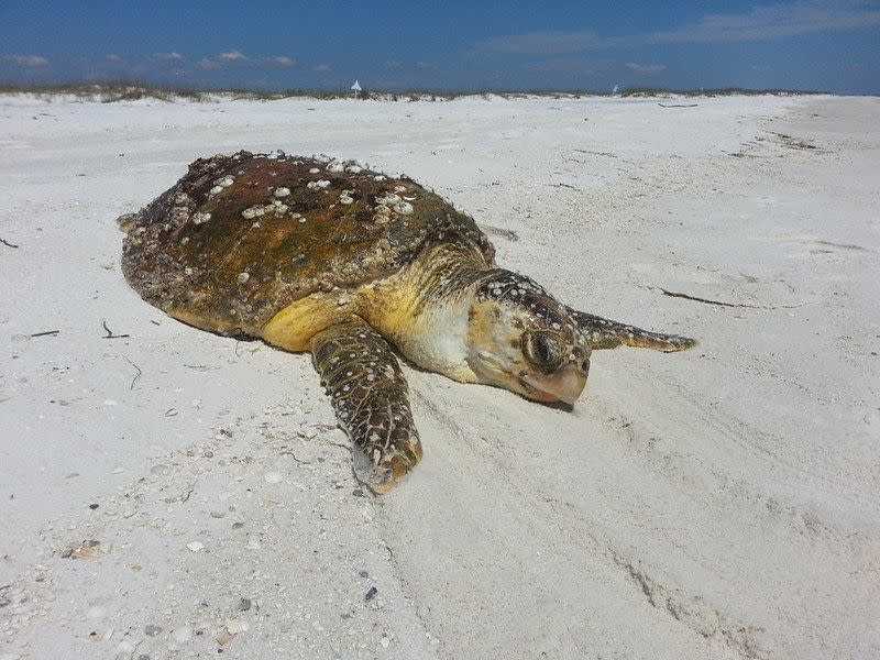 PCB Shell Island Express Ferries | Panama City, FL 32408