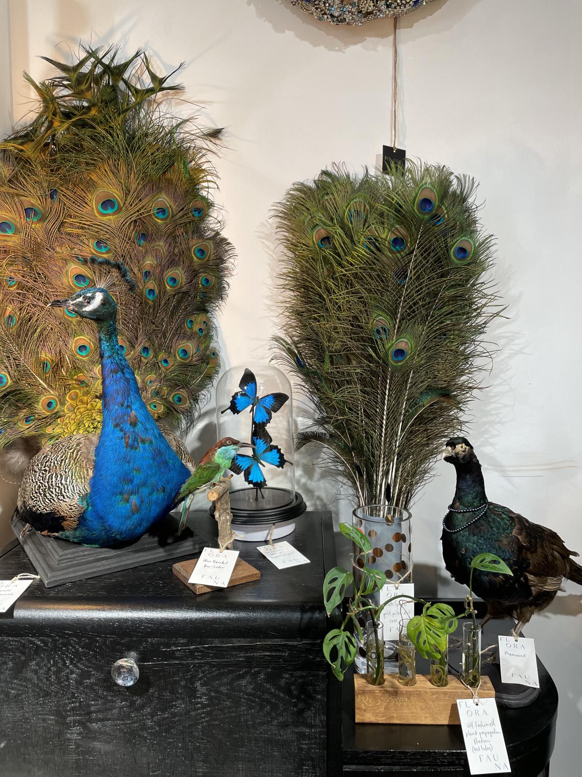 Flora Fauna Wunderkammer Official Queenstown site