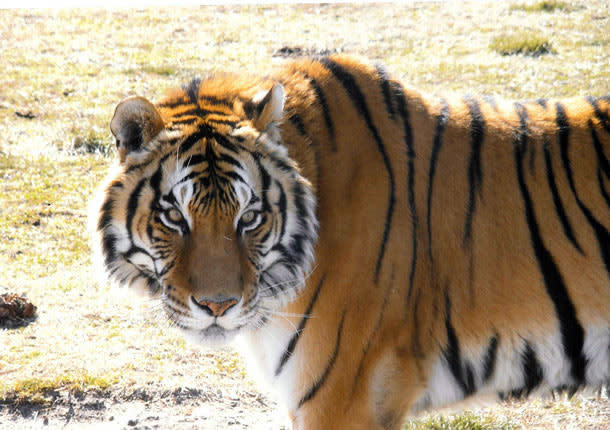 Wild Animal Safari Wild Animal Safari