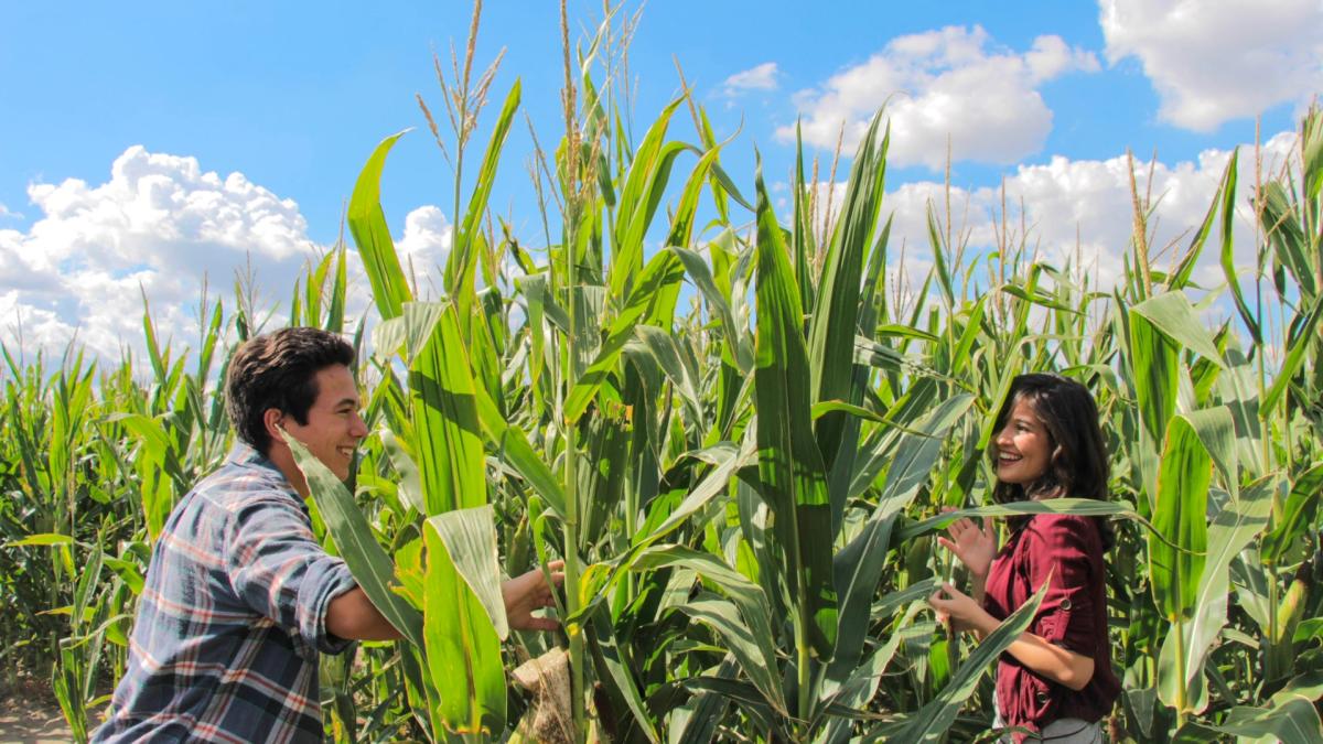 Big Horse Feed & Mercantile Temecula, CA