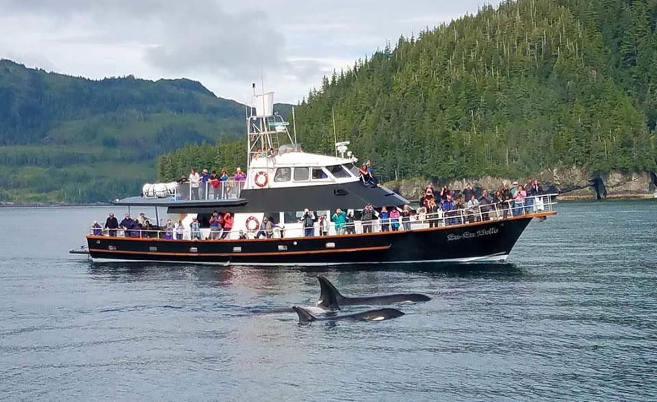 Lu Lu Belle Glacier Amp Wildlife Cruises