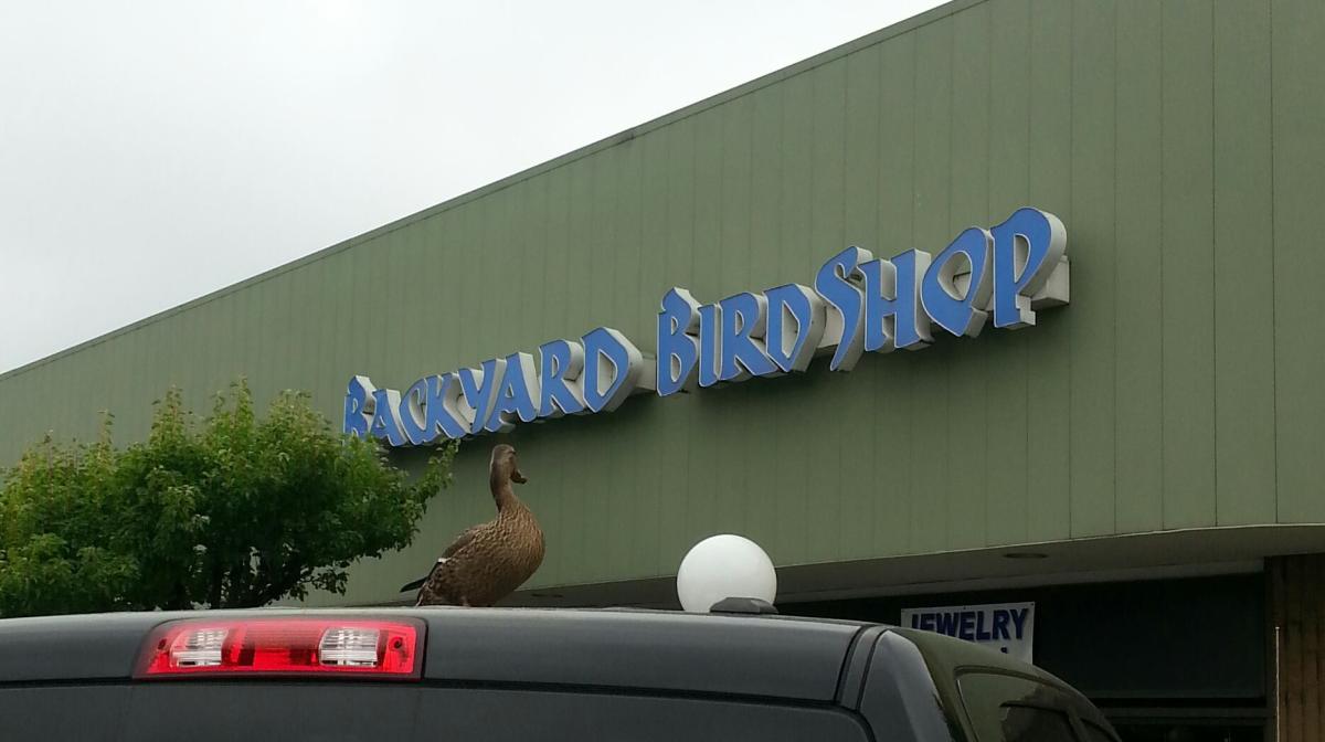 Backyard Bird Shop