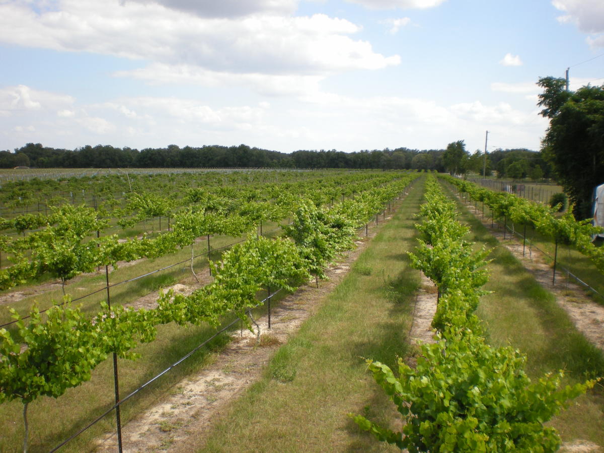 Strong Tower Vineyard & Winery in Spring Hill VISIT FLORIDA