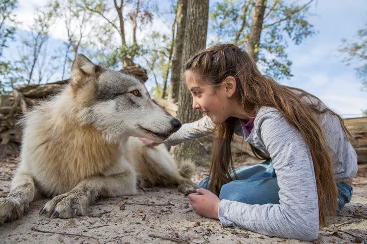 Seacrest Wolf Preserve in Chipley | VISIT FLORIDA