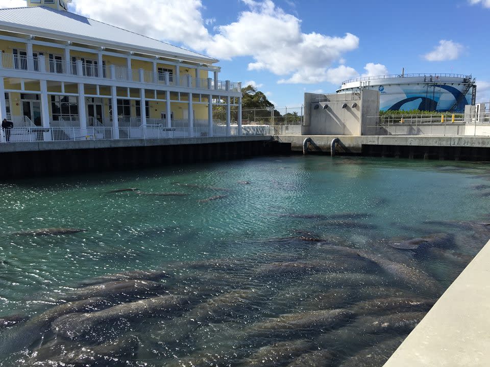 Manatee Lagoon - An FPL Eco-Discovery Center in West Palm Beach | VISIT
