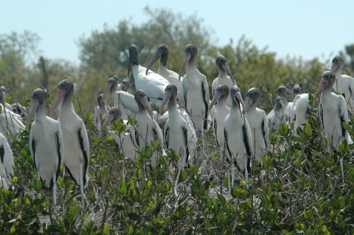 King Fisher Fleet in Punta Gorda VISIT FLORIDA
