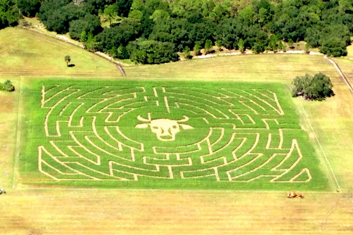 Partin Ranch Corn Maze in Orlando VISIT FLORIDA