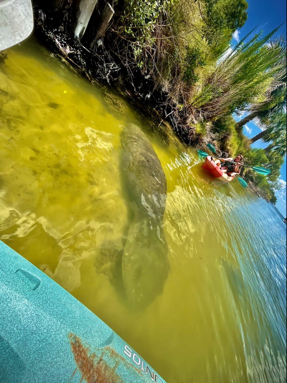 Florida Adventurer Bioluminescent Kayaking in Merritt Island VISIT