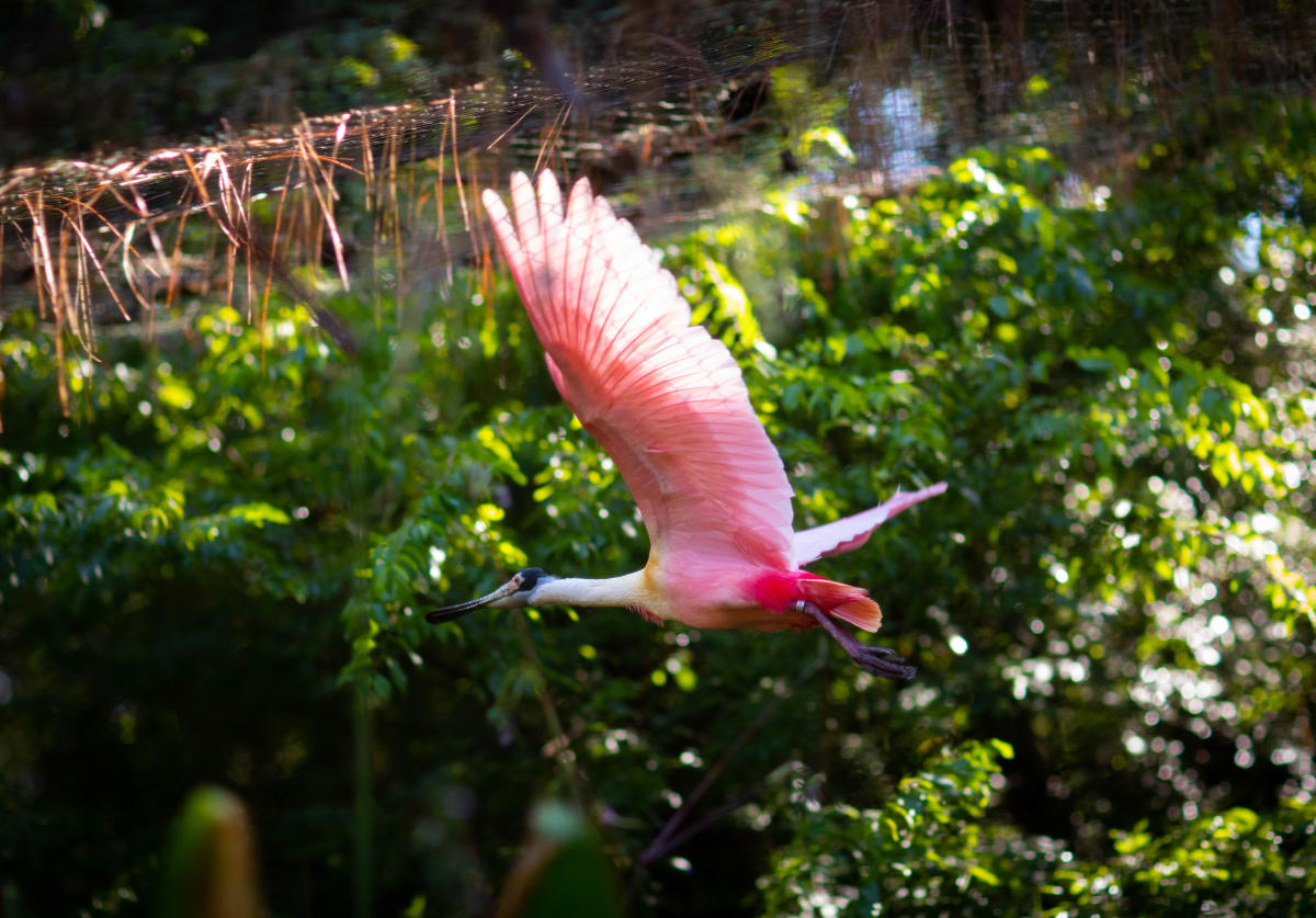 Santa Fe College Teaching Zoo in Gainesville VISIT FLORIDA