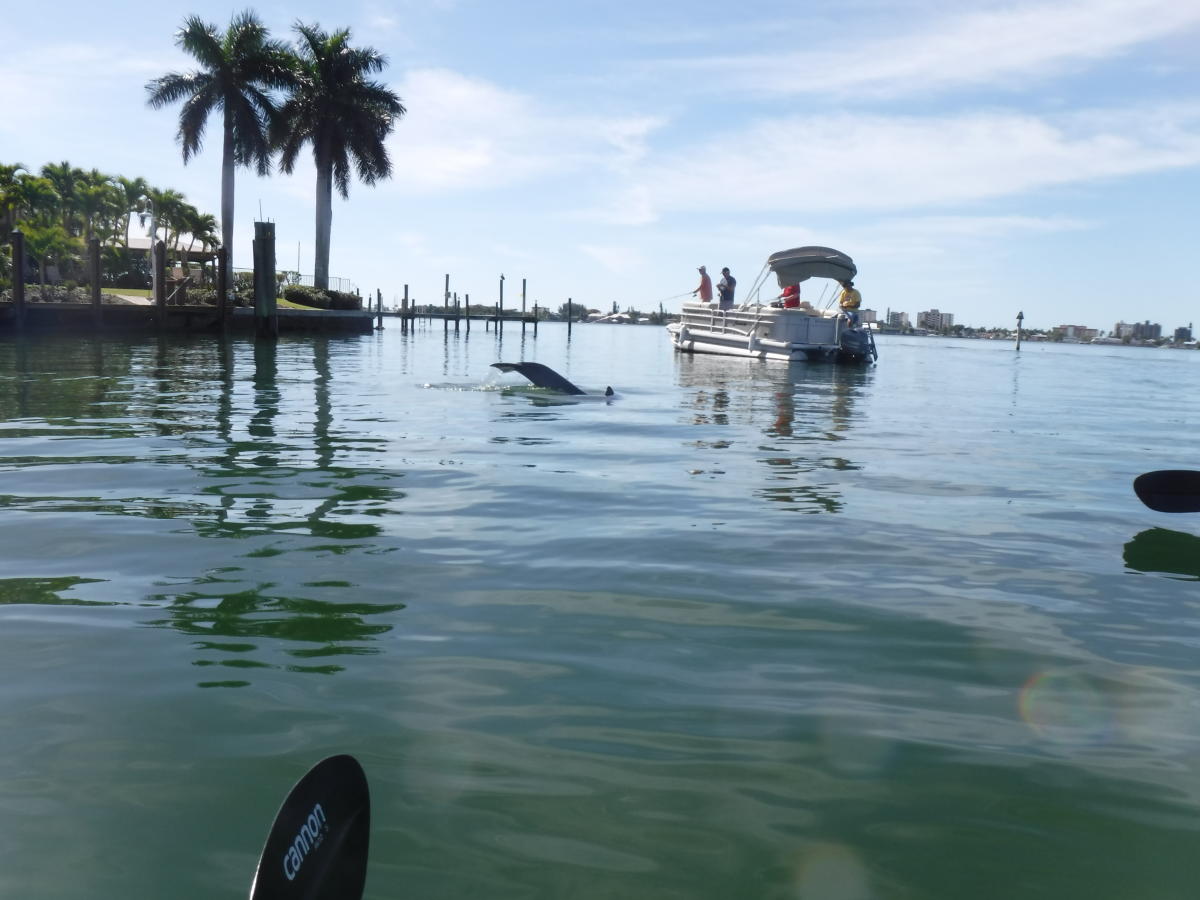 Kayak Excursions Pelican Bay in Fort Myers Beach VISIT FLORIDA