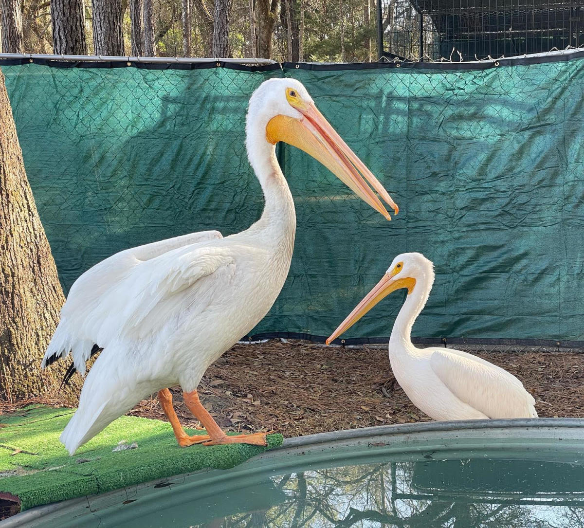 North Florida Wildlife Center in Lamont VISIT FLORIDA