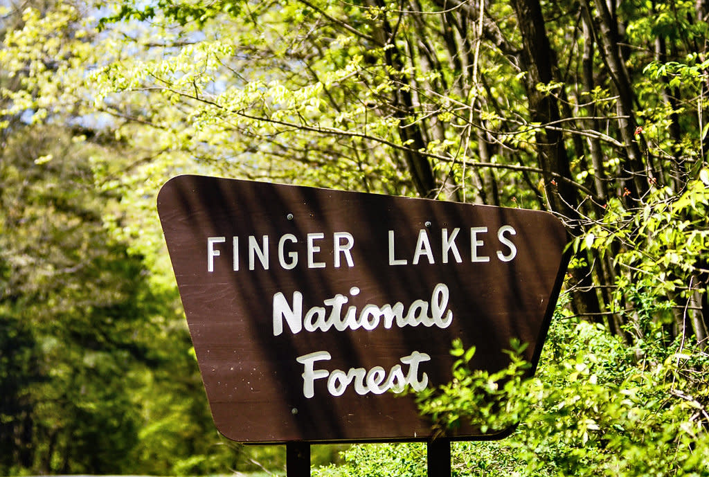 Finger Lakes National Forest Hector Ny