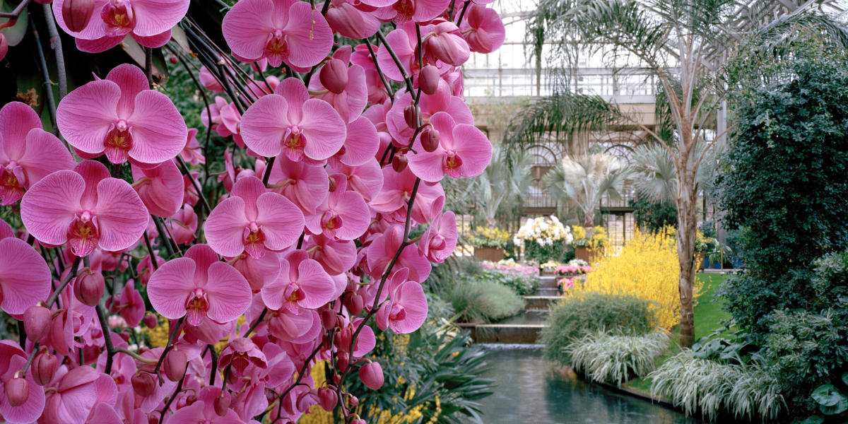 Orchid Extravaganza At Longwood Gardens Kennett Square Pa 19348