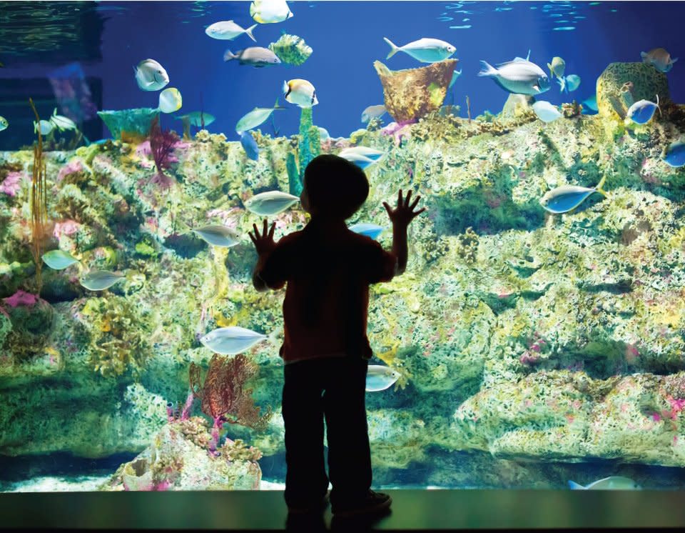 north carolina aquarium at fort fisher