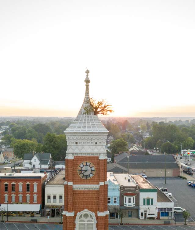 Historic Tree in the Courthouse Tower