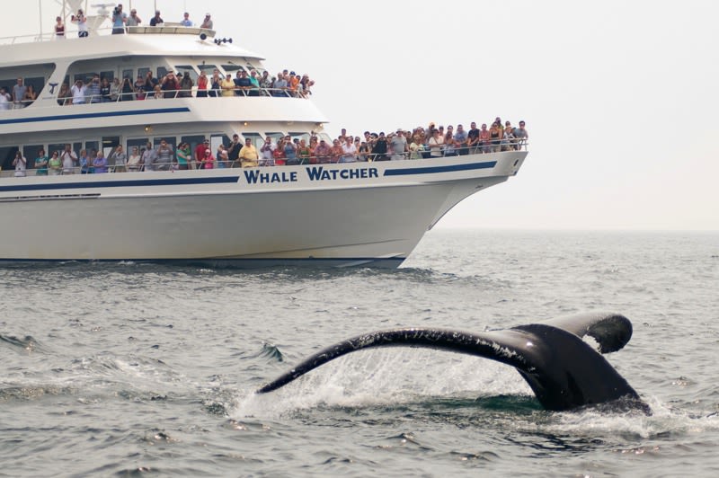 Whale Watching Package