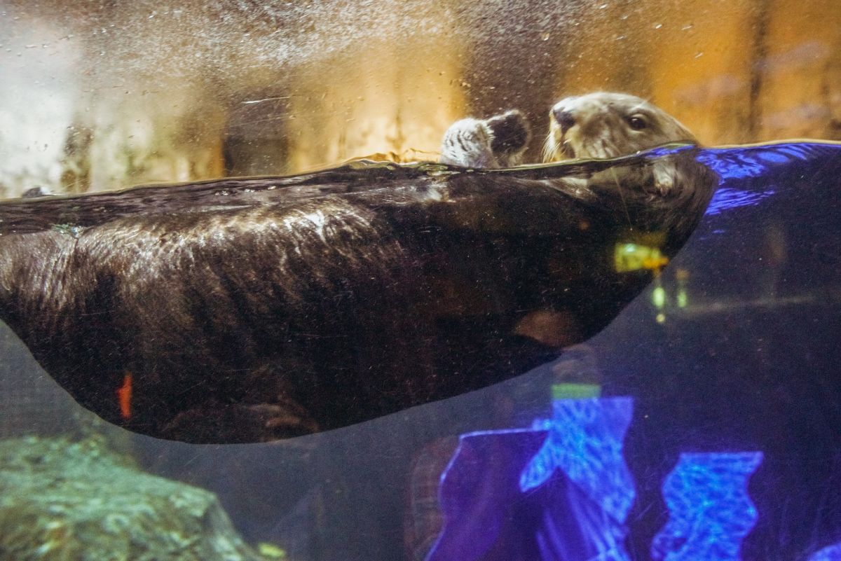 New Orleans Aquarium Coupons 2020