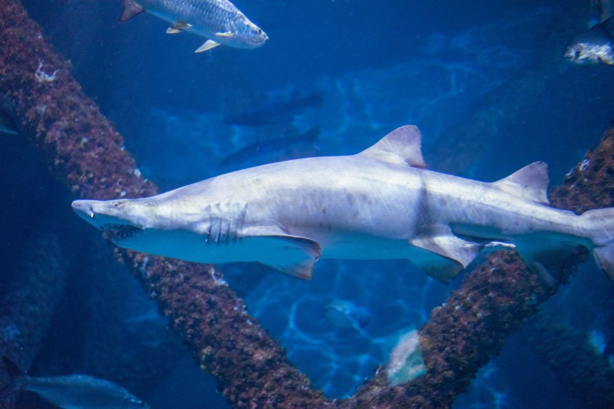 Audubon Aquarium of the Americas
